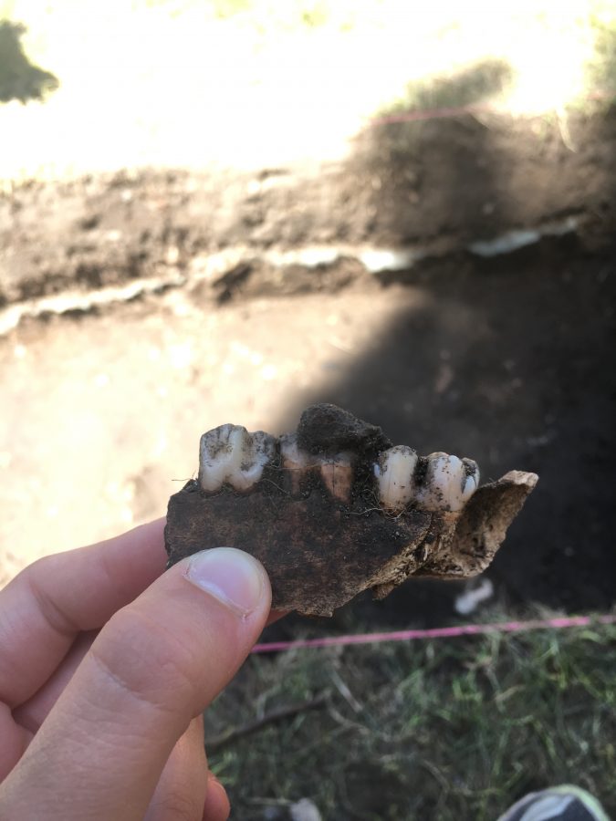 A pig's jaw, uncovered at Notre Dame. Courtesy of Sophie Muro