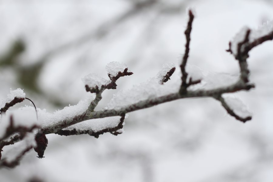 Snow sticking to branches and twigs.