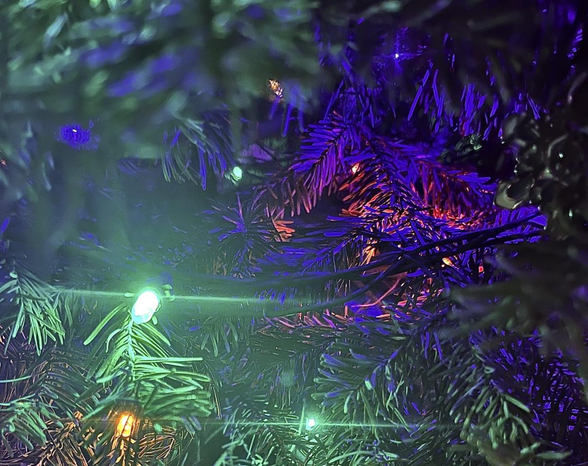 Festive lights adorn a pine tree, a traditional Christmas symbol