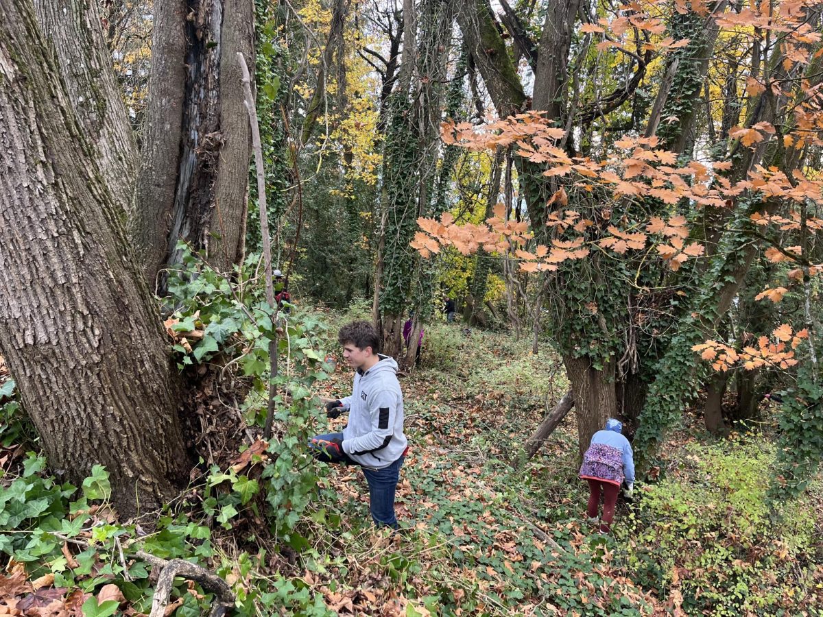 Camas community members removing ivy at Mill Ditch Trail.